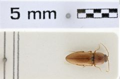 Foto (Dorsalansicht) von Craspedostethus antennalis (Cate, Platia & Schimmel, 2002) (NHMW-ZOO-COL-0007006)